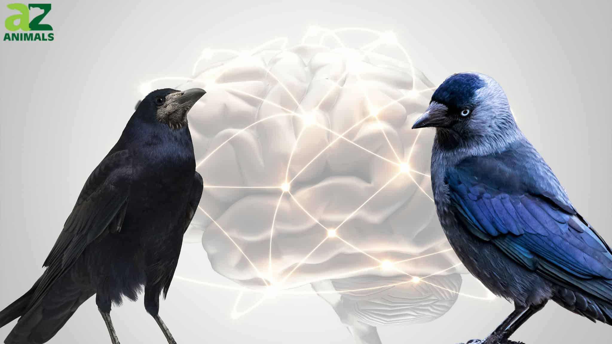 The 9 Smartest Birds in the World (and How They Use Their Intelligence ...