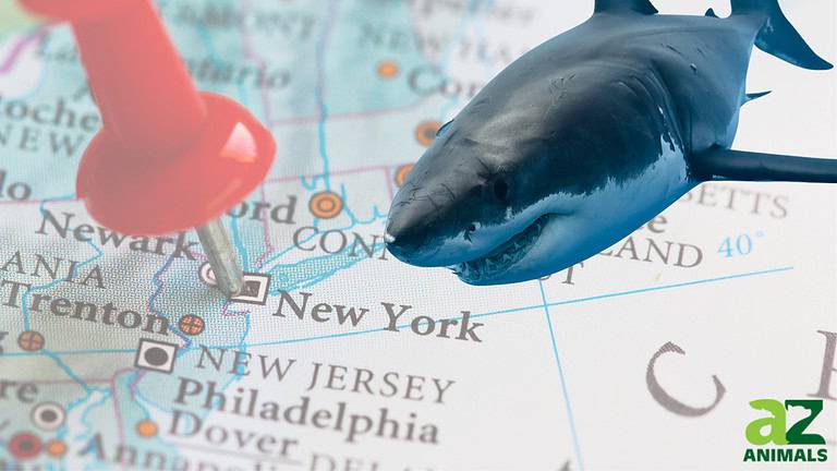 NY Great White Sharks