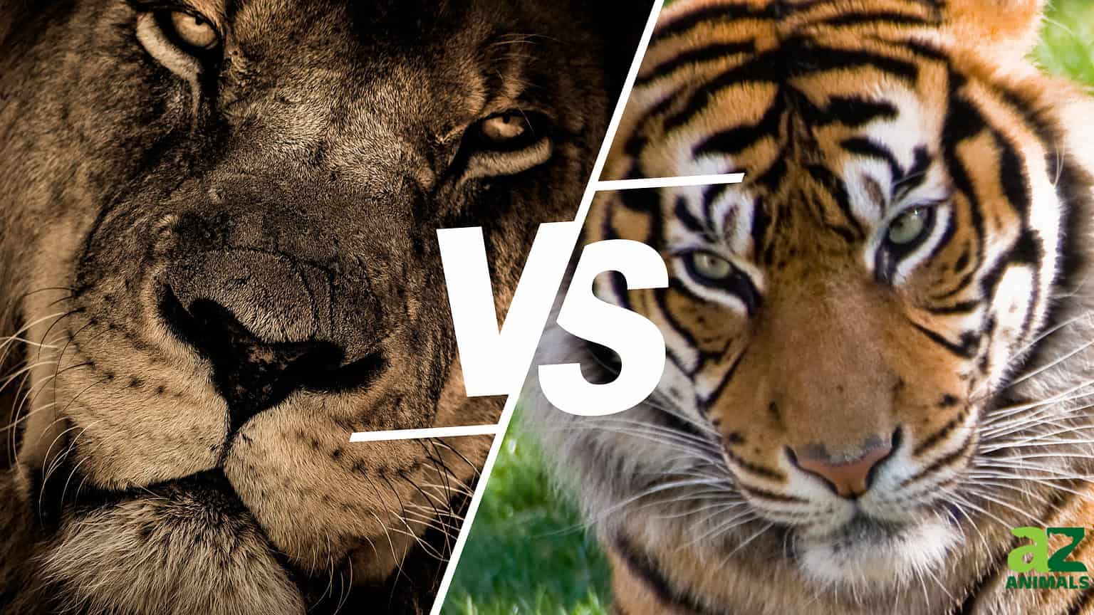Compare and Contrast Animals From Around the Planet! - A-Z Animals