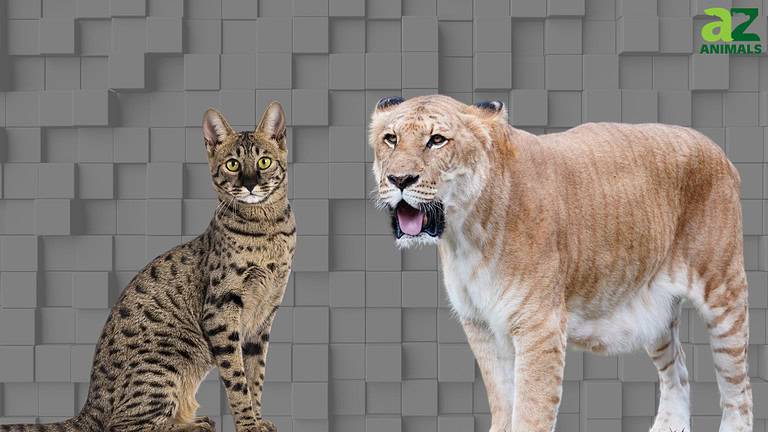 Hybrid Animals