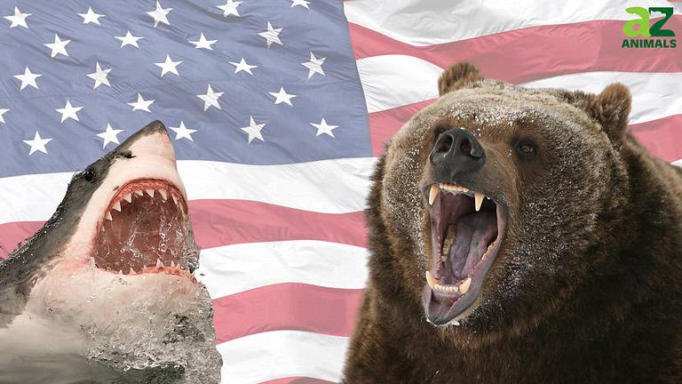 America's Deadliest Animals