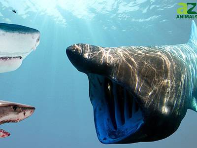 A The Top 10 Biggest Sharks in the World