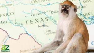 Can You Own a Monkey in Texas? And Should You? photo