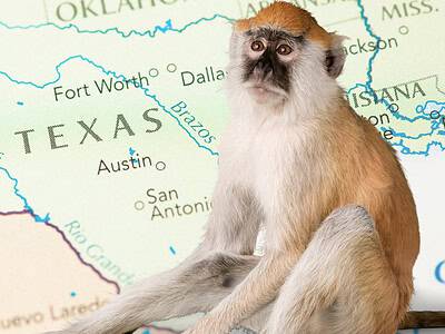 A Can You Own a Monkey in Texas? And Should You?