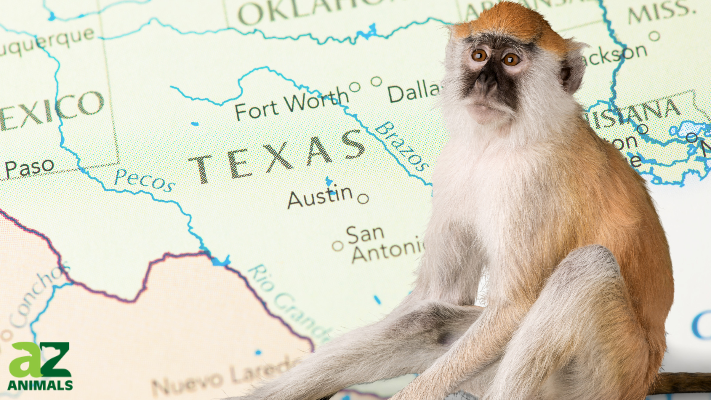 Monkeys in Texas