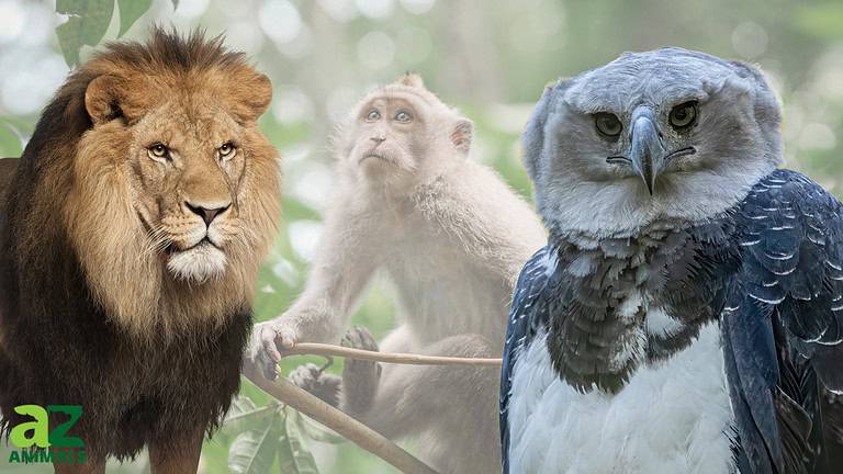 Monkey Predators