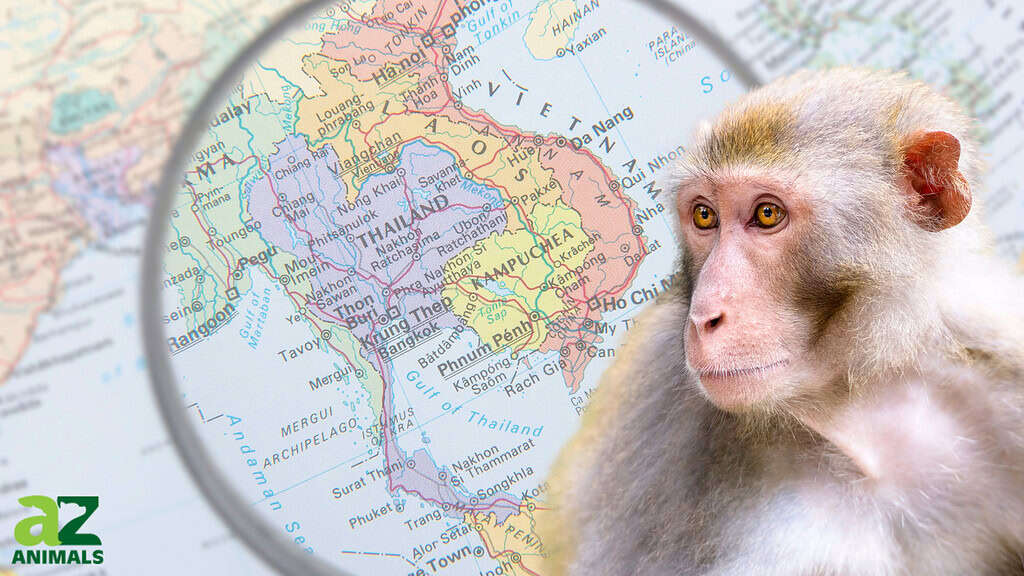 Monkeys in Asia