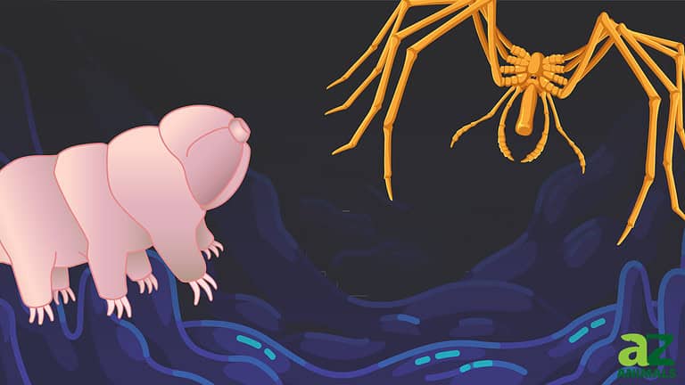 Rare Deep Sea