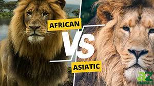 African Lion vs. Asiatic Lion: Discover the Key Differences in Size, Look, and More! photo