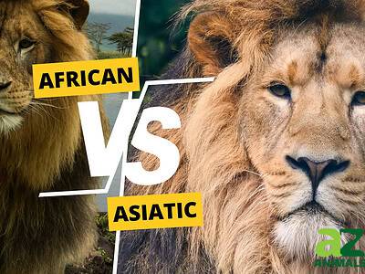 A African Lion vs. Asiatic Lion: Discover the Key Differences in Size, Look, and More!