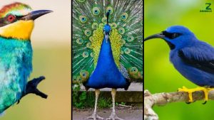 10 Most Beautiful Birds and Where You Can Find Them Around the World photo