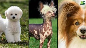Cute but Costly! The Top 10 Most Expensive Small Dog Breeds photo