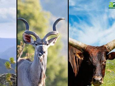 A 10 Animals With the Biggest Horns in the World