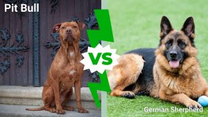 German Shepherd Vs. Pit Bull: 6 Key Differences Explained photo