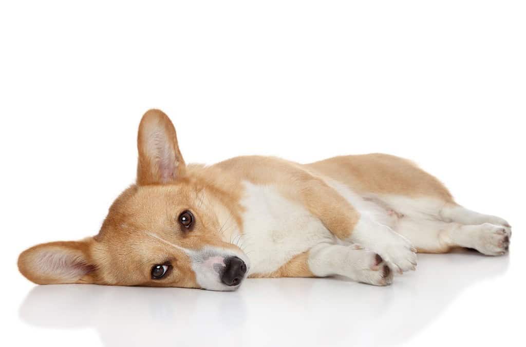 Sad Welsh corgi Pembroke lying on a white background