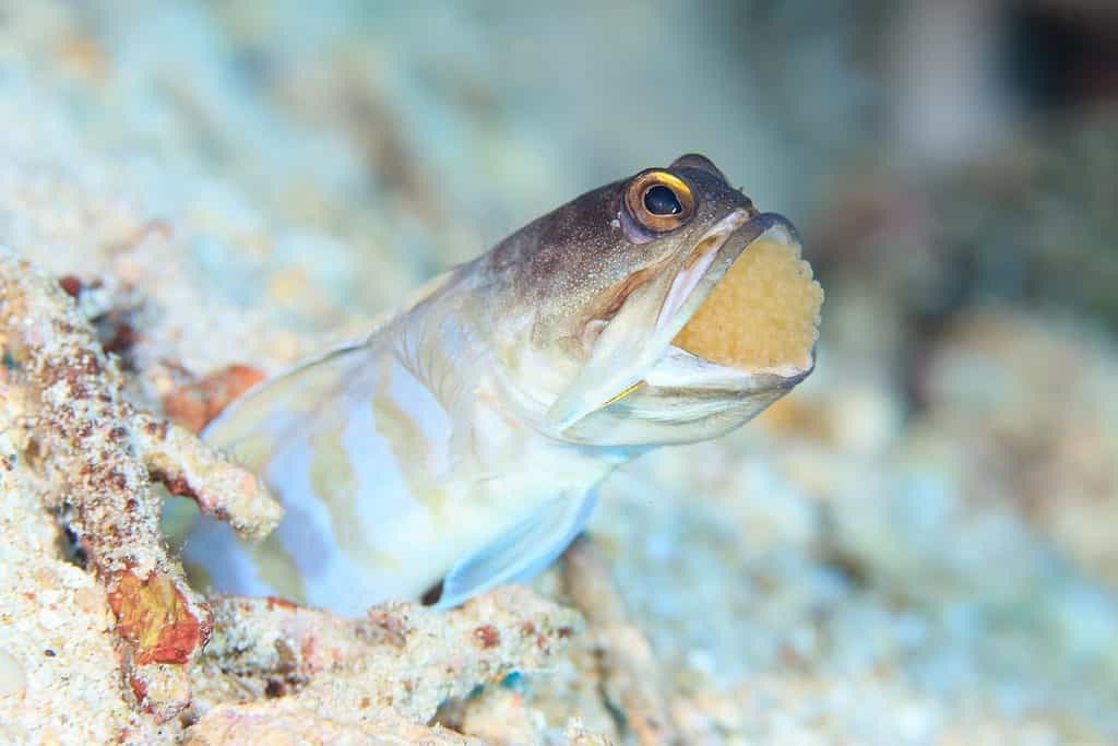 Mouthbrooding Jaw Fish with eggs in its mouth, Indonesia