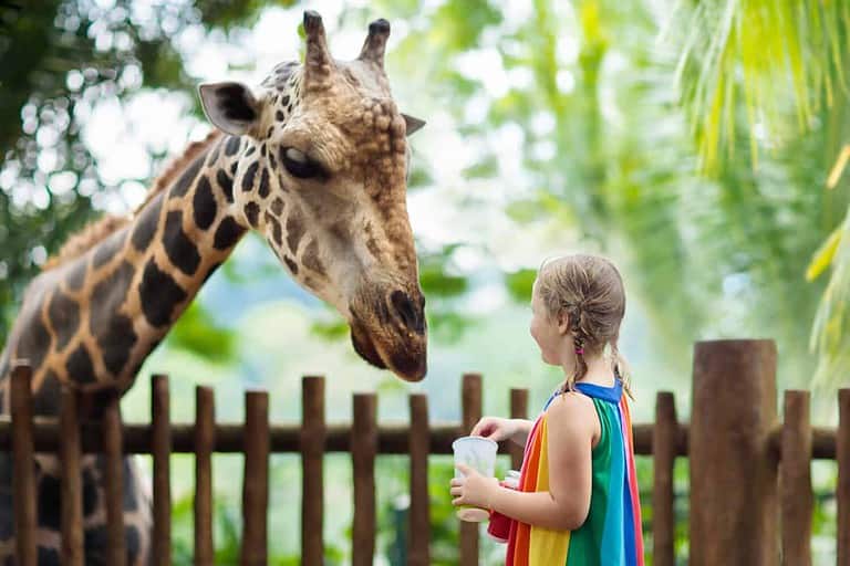 Family feeding giraffe in zoo. Children feed giraffes in tropical safari park during summer vacation in Singapore. Kids watch animals. Little girl giving fruit to wild animal.