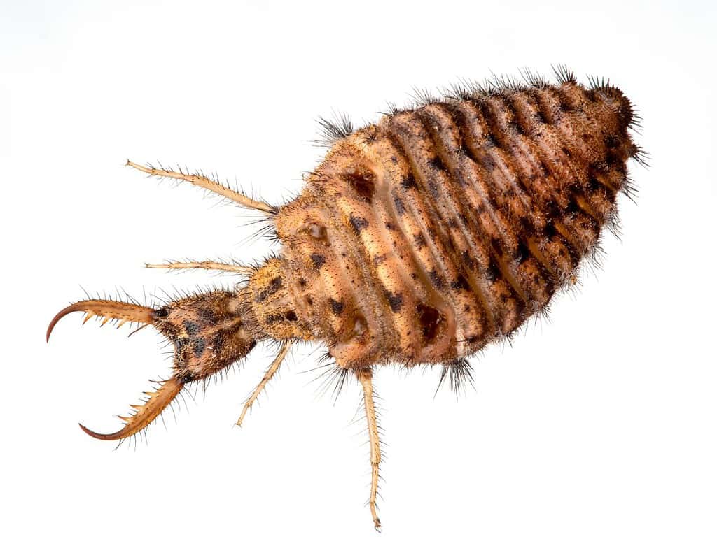 antlion, Brachynemurus ferox, photographed from above on white background