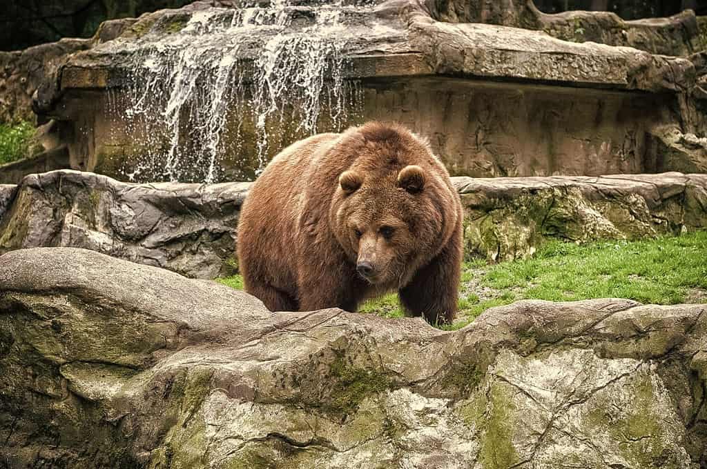 Animal rights. Friendly brown bear walking in zoo. Cute big bear stony landscape nature background. Zoo concept. Animal wild life. Adult brown bear in natural environment.