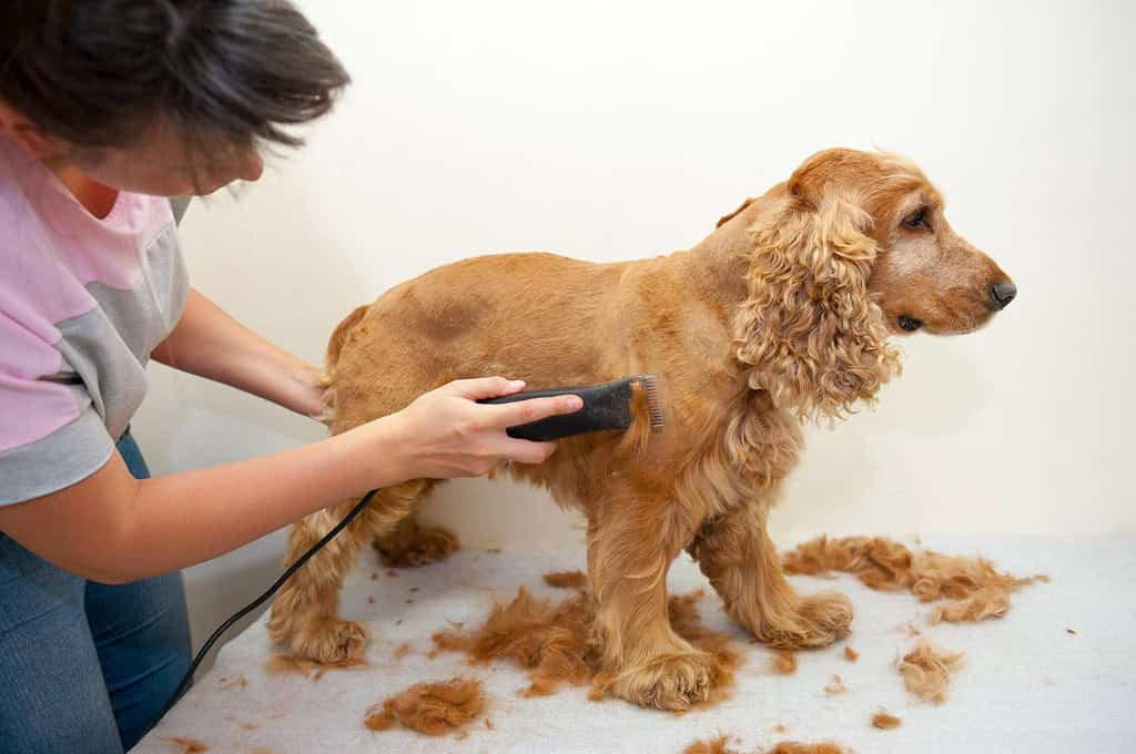 Female groomer haircut Cocker Spaniel