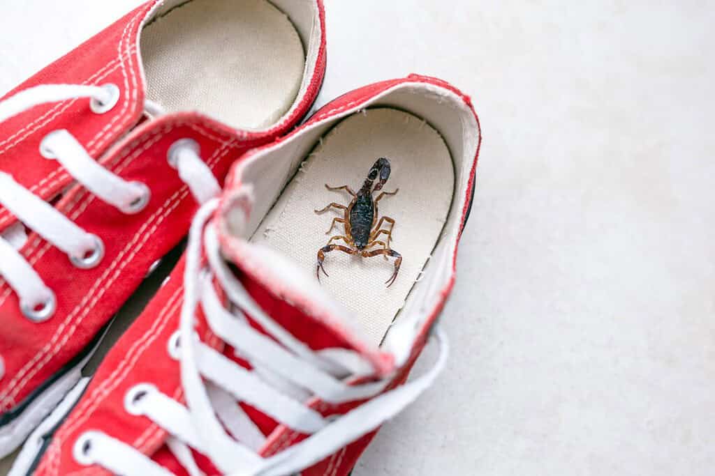 Scorpion inside a sneaker. Venomous animal indoors. danger of stinging. Tityus bahiensis, also known as black scorpion, is a species of scorpion from eastern and central Brazil.