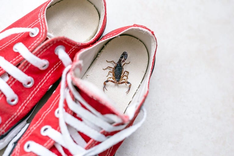 Scorpion inside a sneaker. Venomous animal indoors. danger of stinging. Tityus bahiensis, also known as black scorpion, is a species of scorpion from eastern and central Brazil.