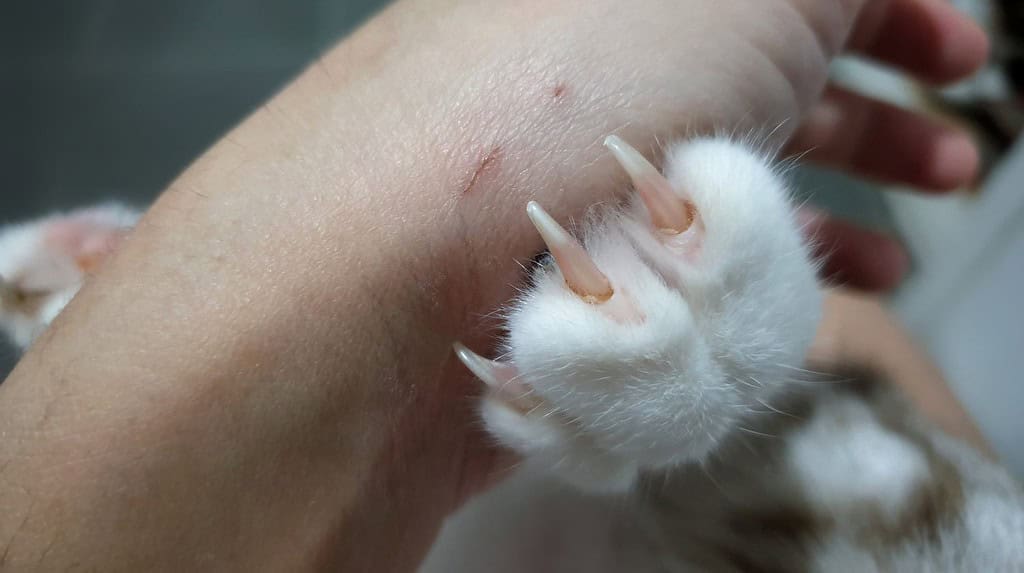 Close up cat'nail when kneading owner hand.