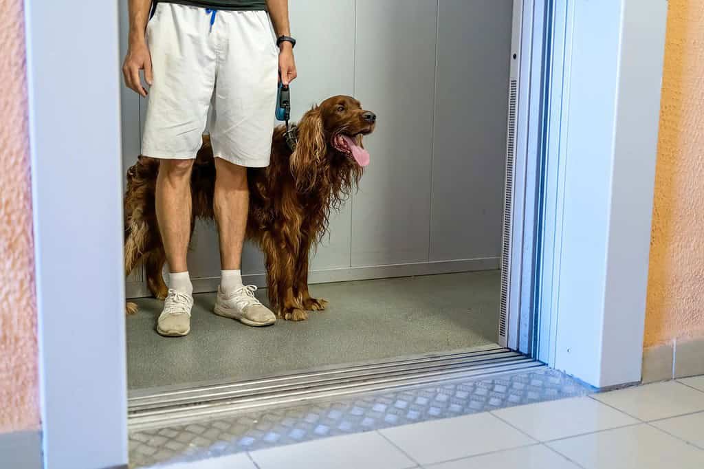 The dog with the owner in Classic elevator