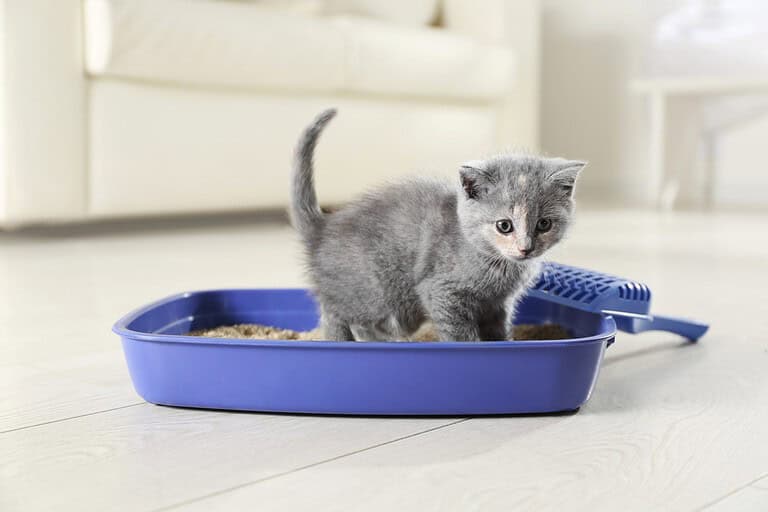 Cute British Shorthair kitten in litter box at home