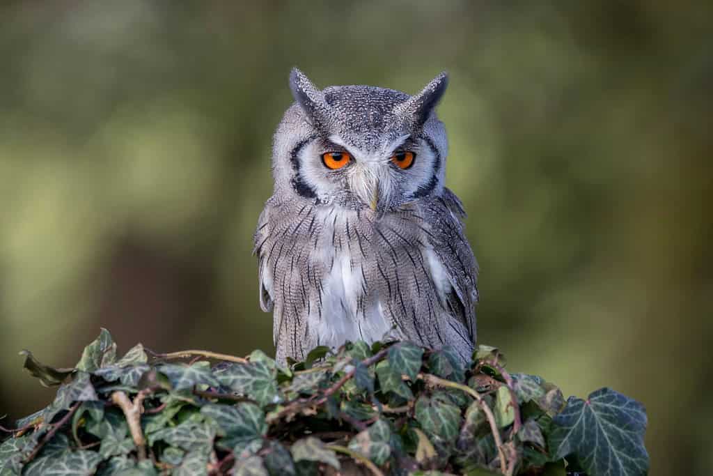 A close up of a Southern White faced Owl, perched on a post, covered with ivy.