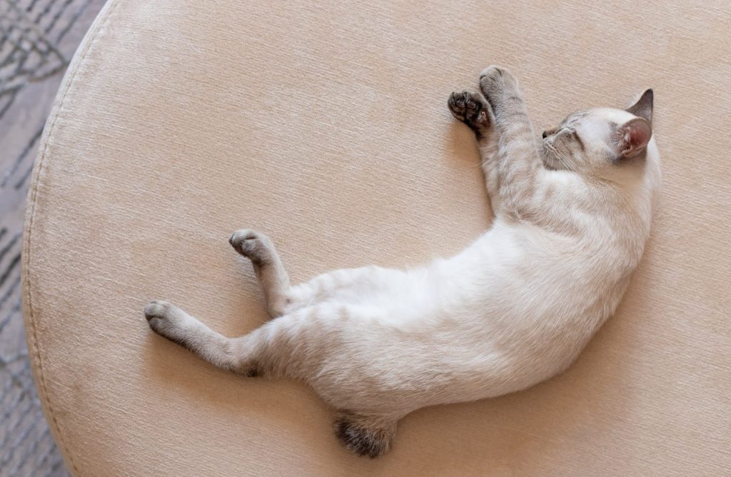 Color-point kitten sleeping on beige sofa. Pet having nap at home. top view