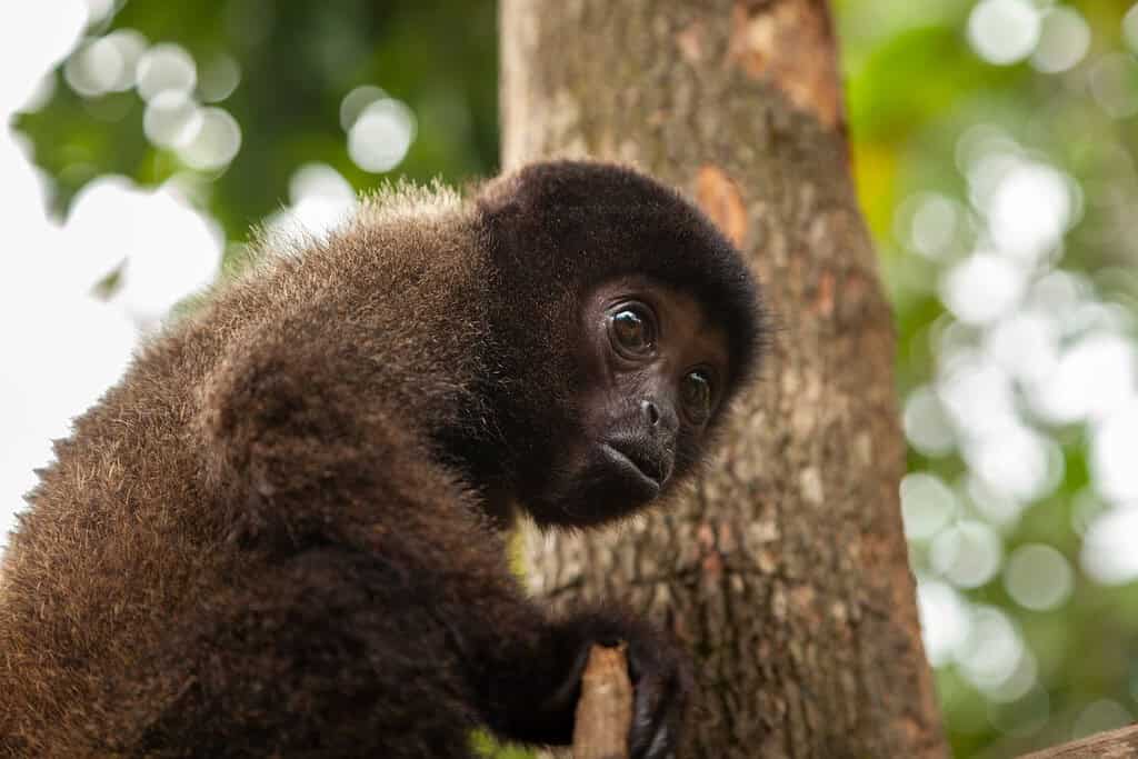 A small baby monkey, specimen of the species Oreonax flavicauda, ​​or yellow-tailed woolly monkey, endemic to Peru, and the Amazon rainforest of the Andes, at the Dos Loritos wildlife rescue center