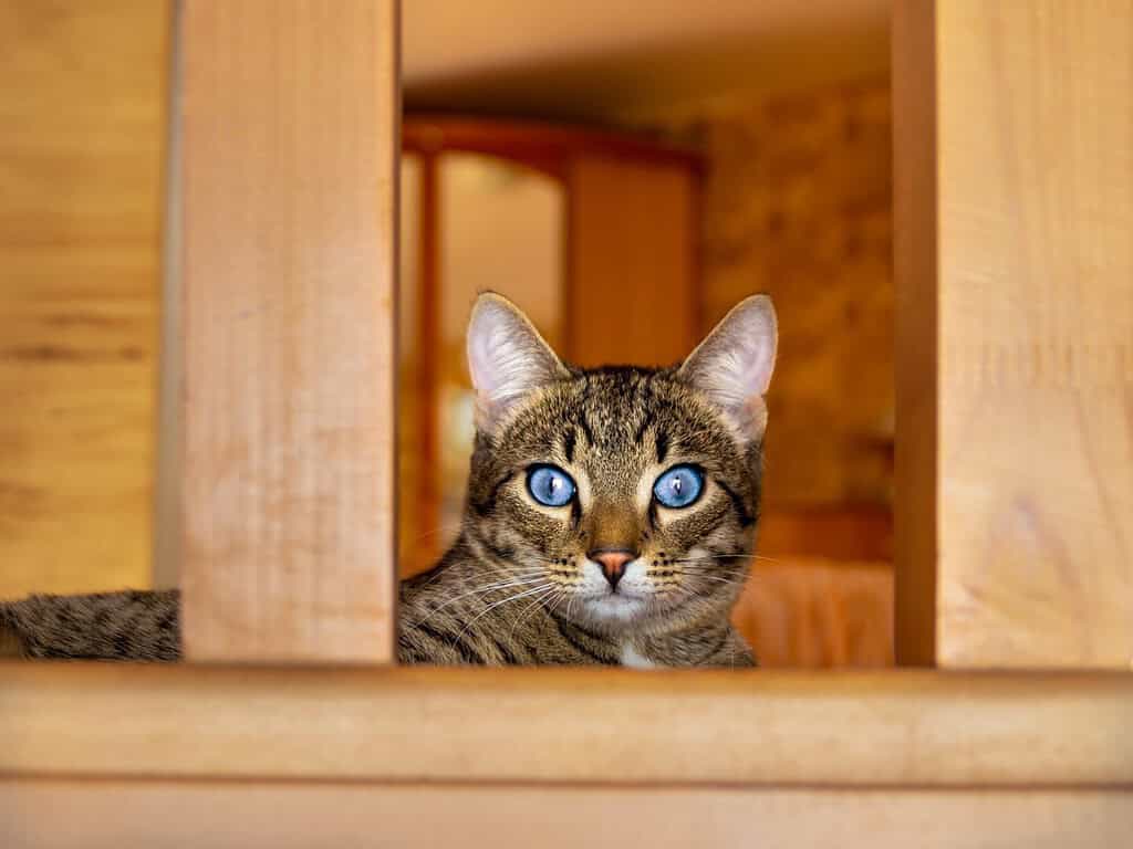 tabby cat with blue eyes looks attentively at the camera while lying between wooden panels