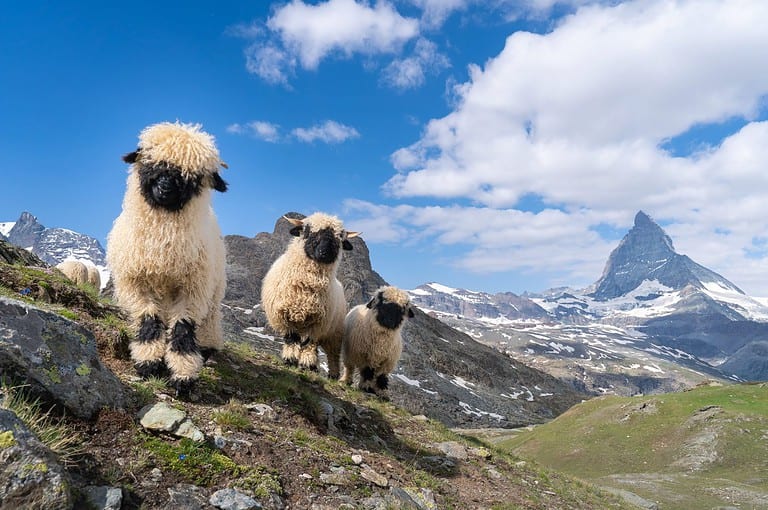Valais Blacknose sheep in front of matterhorn, zermatt, switzerland