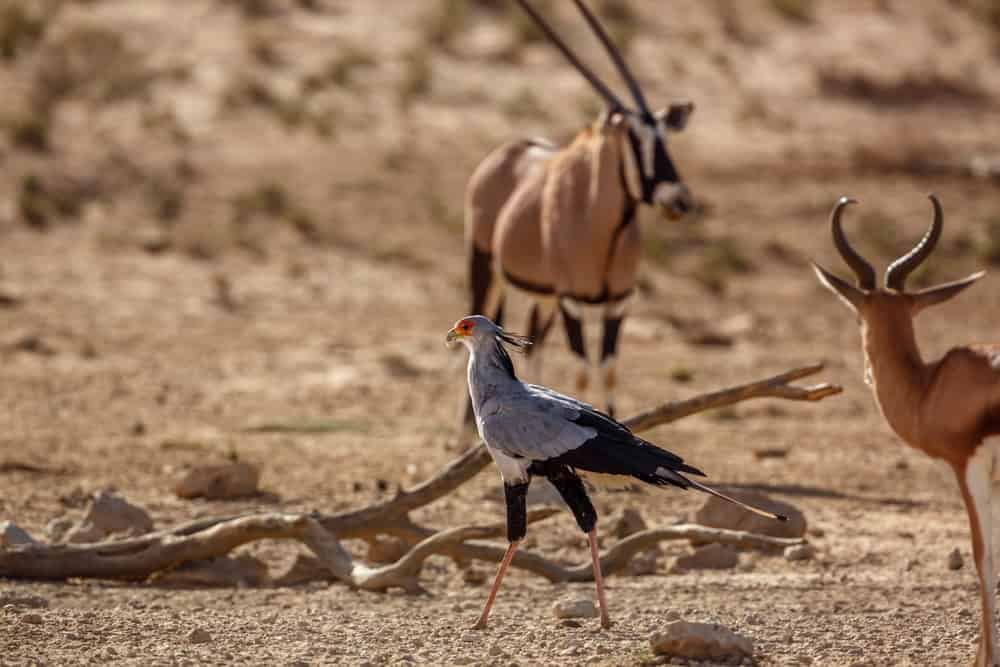 Secretary bird with oryx in background in Kgalagadi transfrontier park, South Africa; specie Sagittarius serpentarius family of Sagittariidae