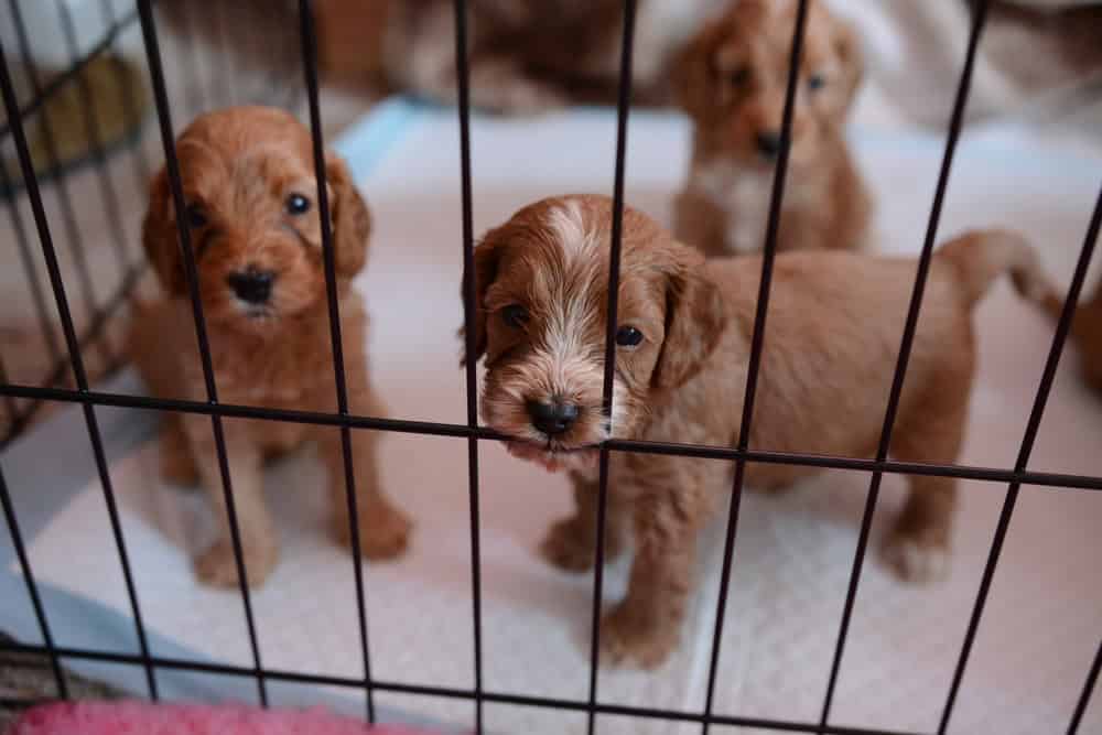 Healthy litter of 5 weeks old cockapoo puppies in golden colour. Puppies at the breeder's pen. Beautifully coated like a teddy bear.