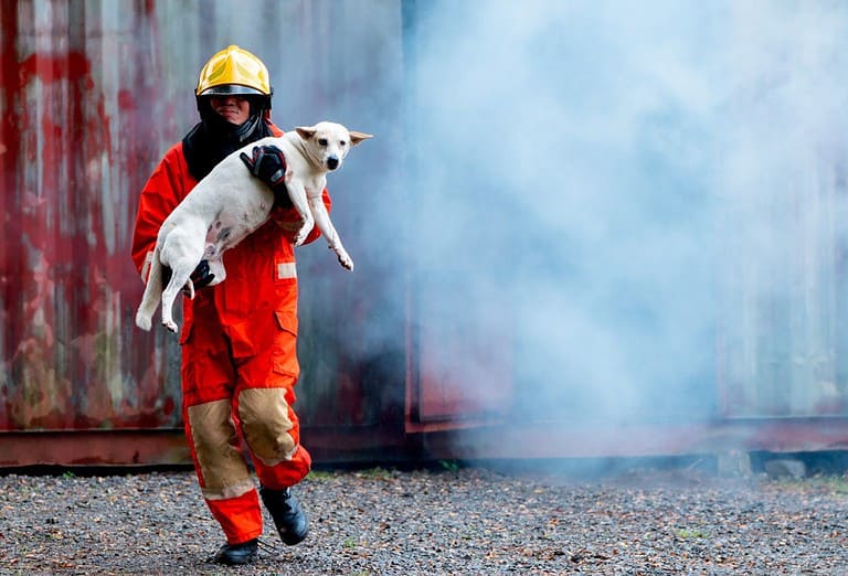 Firefighter help a dog by carry out from room with fire and smoke for safe animal of some people.