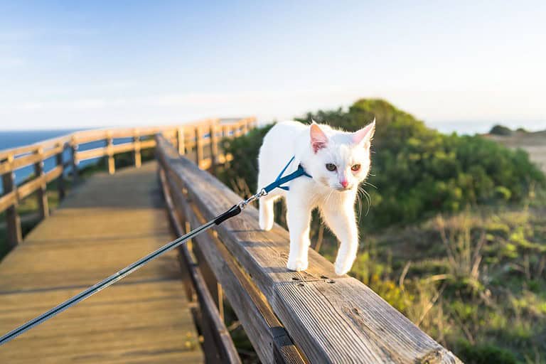 young all-white cat on a walk in a tourist spot. A cat in a harness and on a leash walks, sits, lies. Traveling with a cat