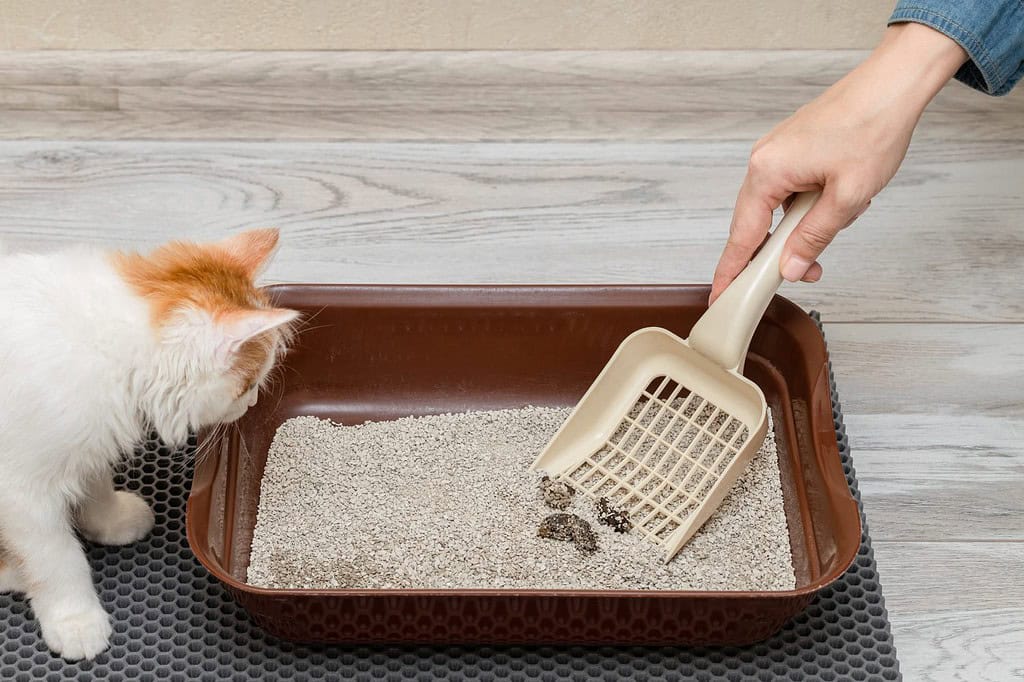 man cleans the cat litter box with a shovel. animal toilet cleaning