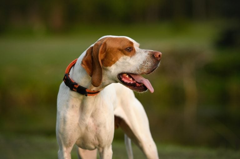 red and white english pointer in a collar, posing outdoors in the evening light