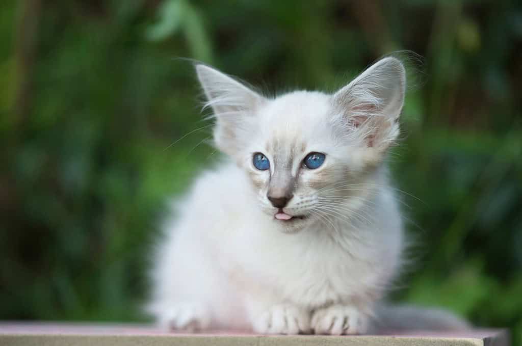 Portrait of a sweet Balinese or Javanese Kitten in the garden with tongue out