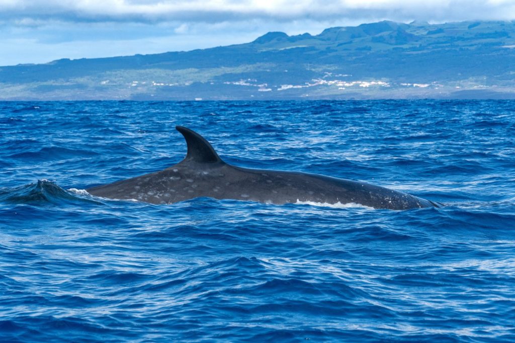 Sei Whale on Faial Island Azores
