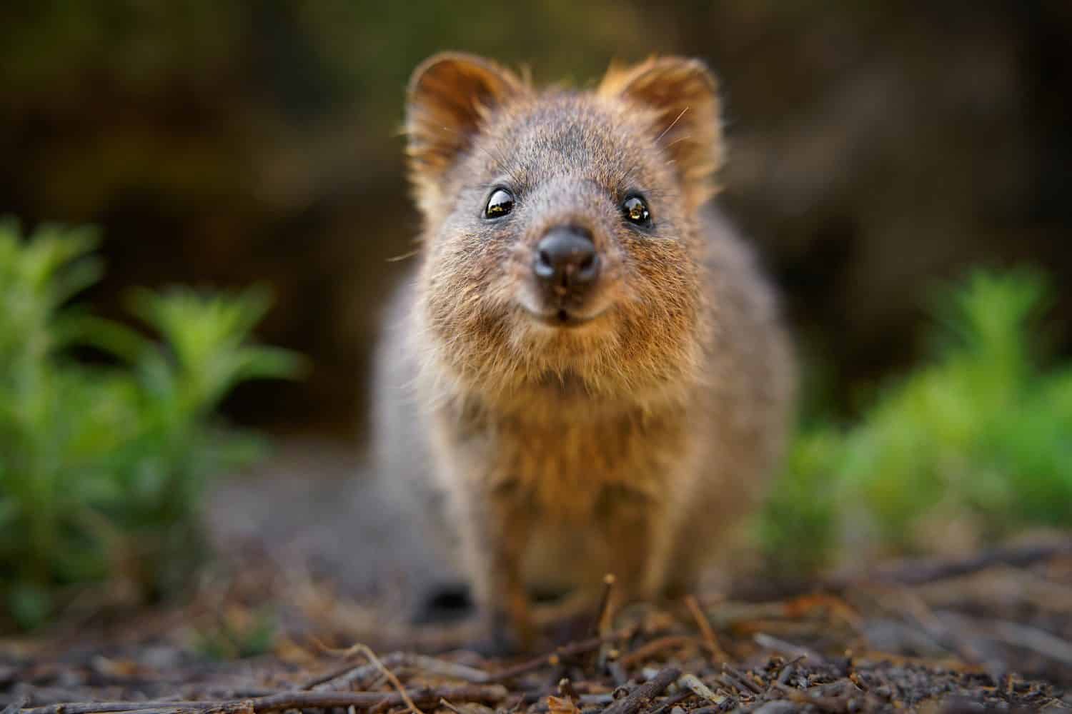 Why Are Quokkas So Darn Friendly and Photogenic? - A-Z Animals