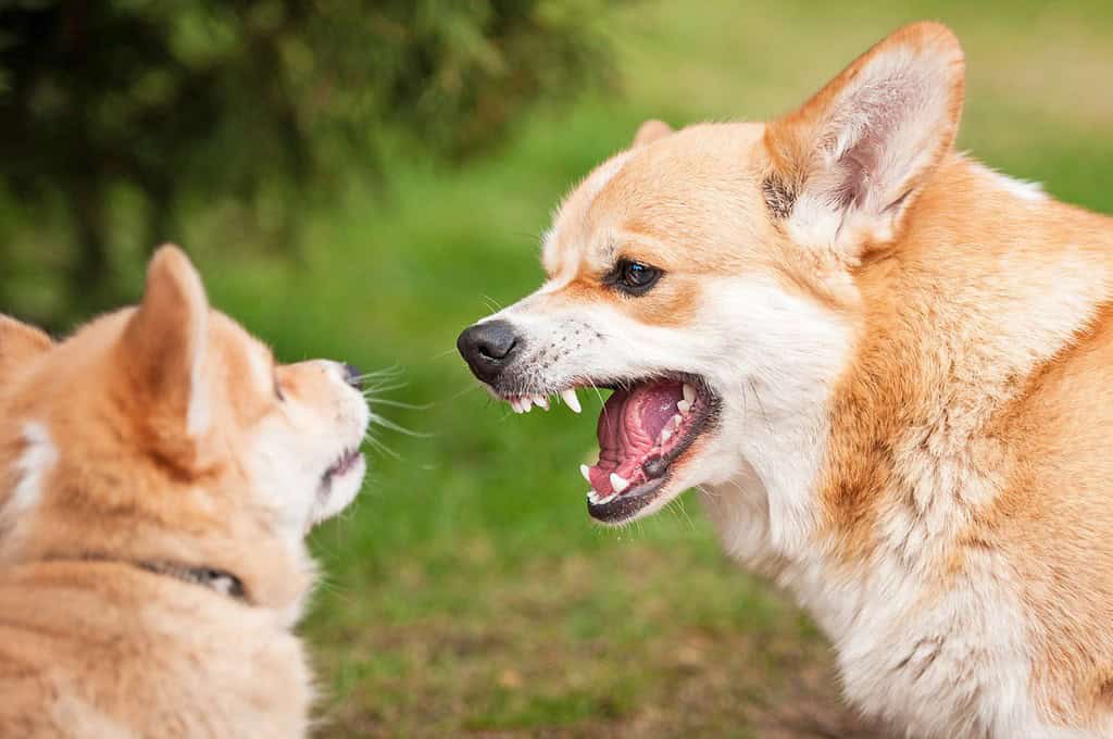 Pembroke welsh corgi puppy playing with his mother