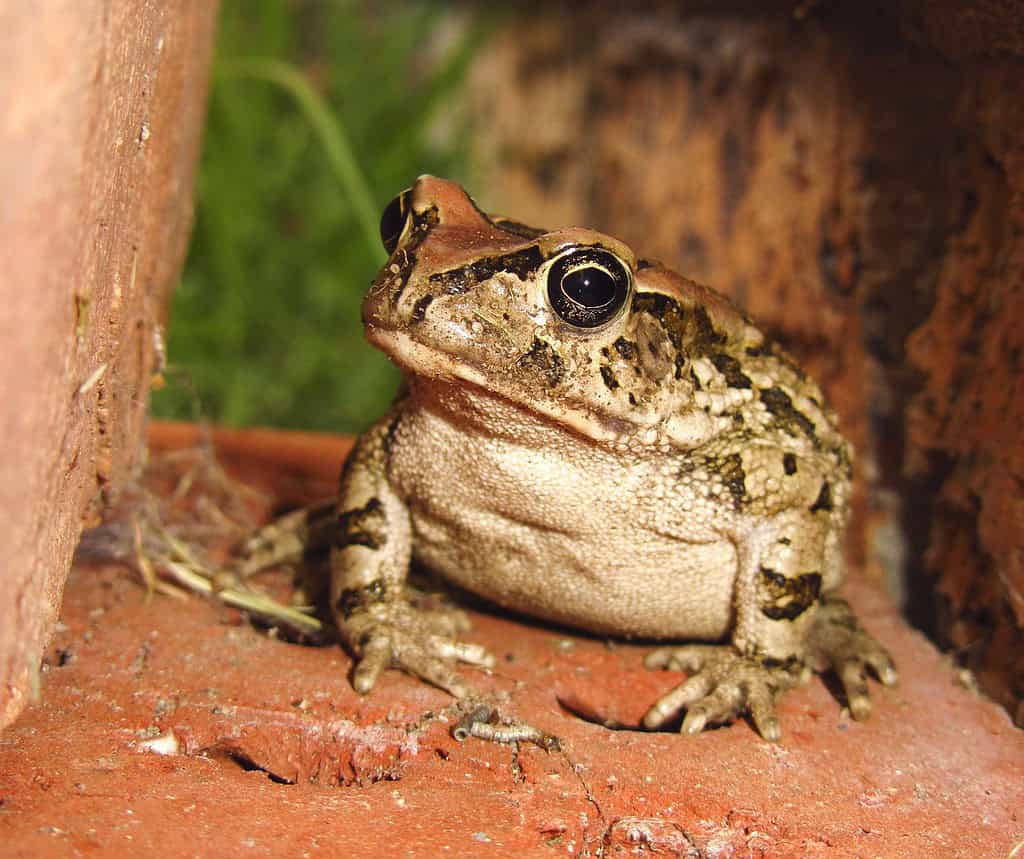 South African Western Leopard Toad