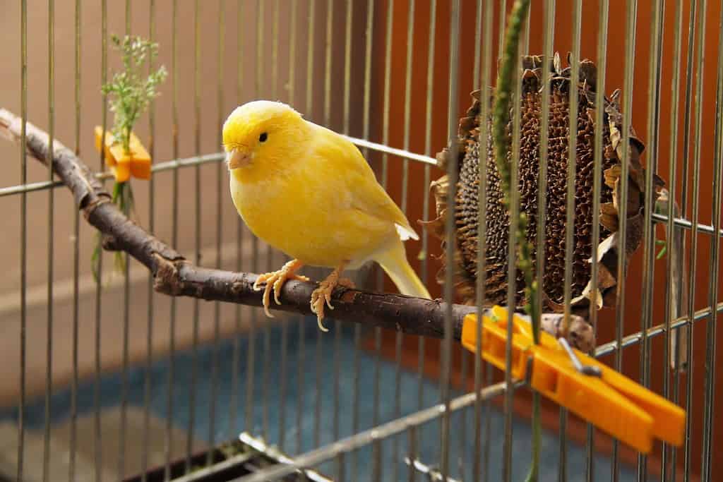 yellow canary sitting on the twig in the cage