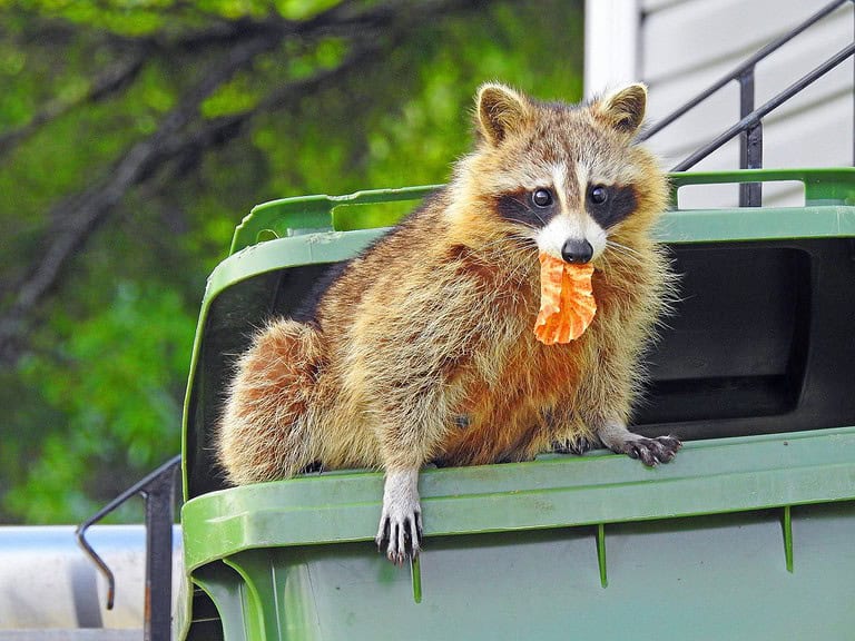 Raccoon in a garbage bin