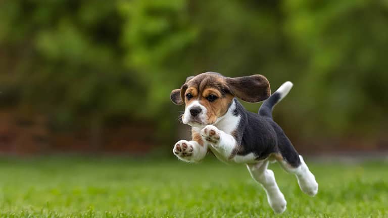 beagle puppy jumping
