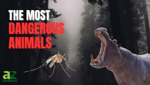 The Top 10 Deadliest Animals In The World photo