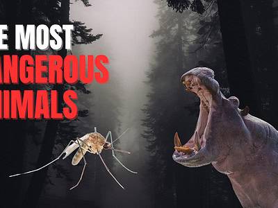 A The Top 10 Deadliest Animals In The World
